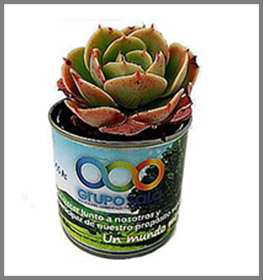 Ecológicos / Plantas